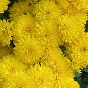 Meet your Posher, Marlen